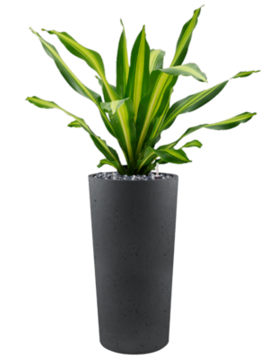 Dracaena fragrans 'Burley' en Grigio