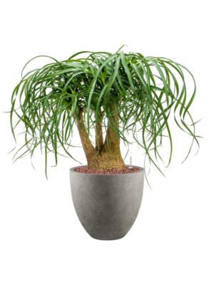 Beaucarnea recurvata en Grigio