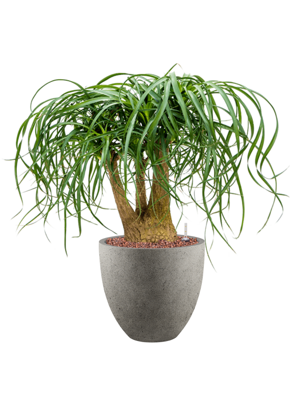 Beaucarnea recurvata en Grigio, Luca Lifestyle