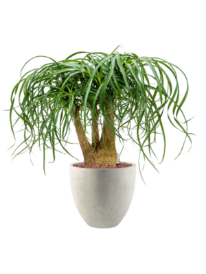 Beaucarnea recurvata en Grigio