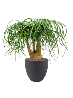 Beaucarnea recurvata en Grigio