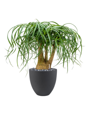 Beaucarnea recurvata en Grigio