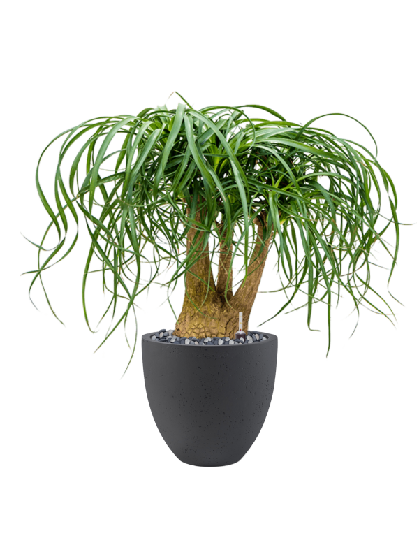 Beaucarnea recurvata en Grigio, Luca Lifestyle