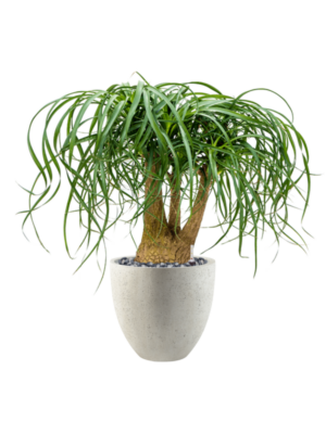 Beaucarnea recurvata en Grigio