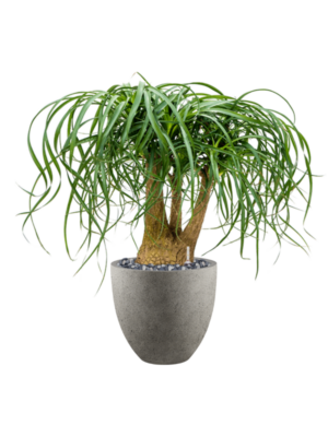 Beaucarnea recurvata en Grigio