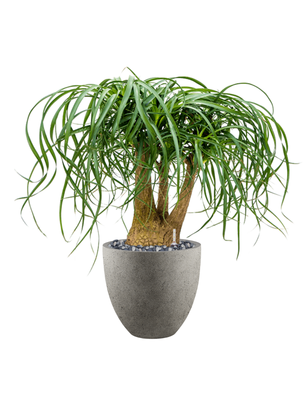Beaucarnea recurvata en Grigio, Luca Lifestyle