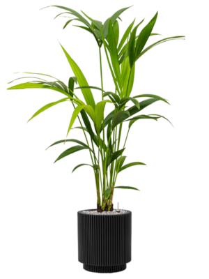 Kentia (Howea) forsteriana en Capi Nature Groove