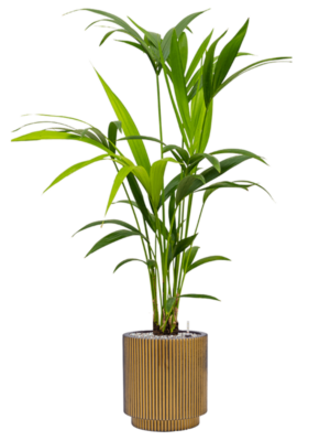 Kentia (Howea) forsteriana en Capi Nature Groove