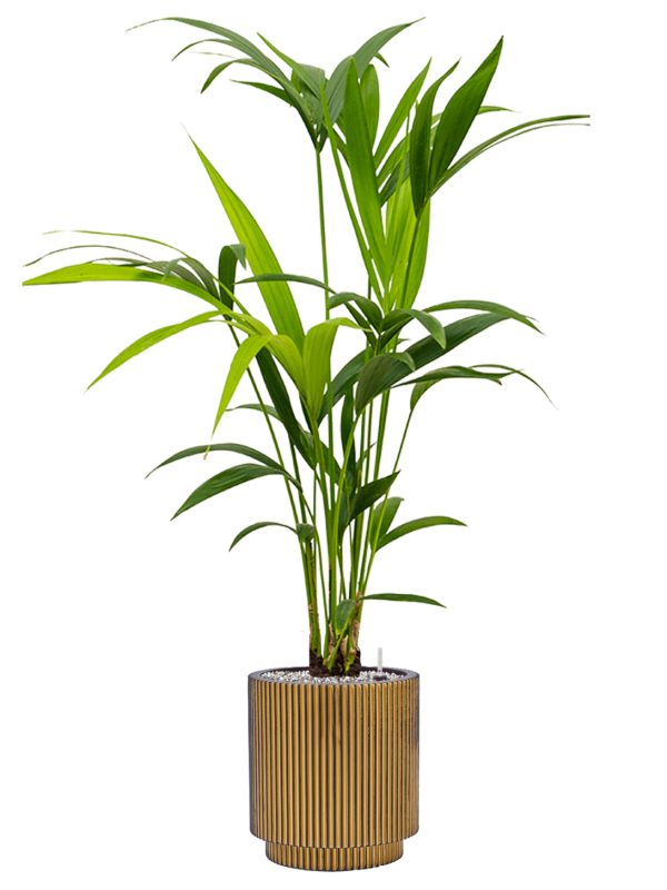 Kentia (Howea) forsteriana en Capi Nature Groove