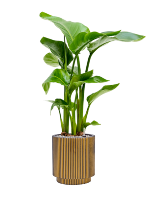 Strelitzia nicolai en Capi Nature Groove