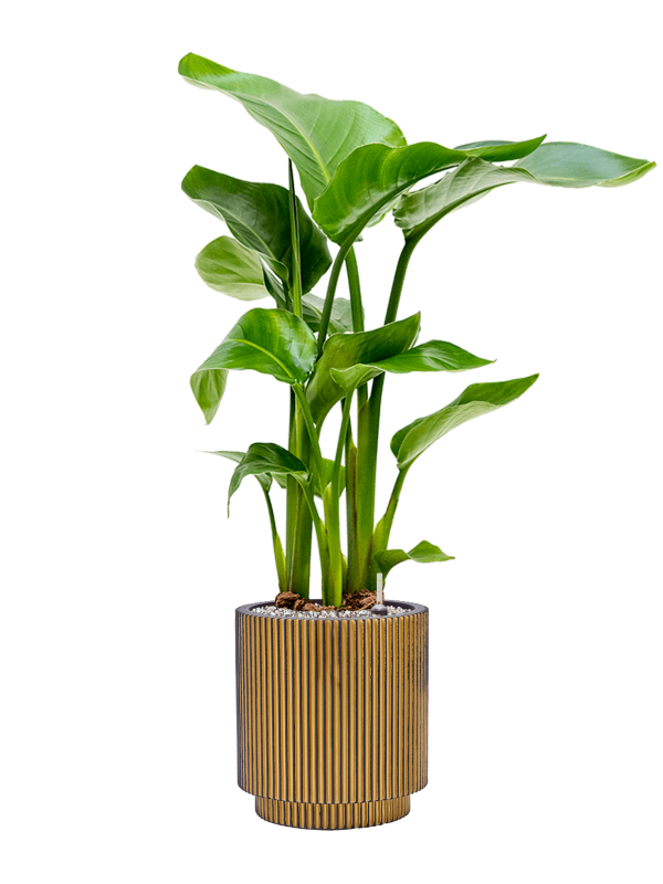 Strelitzia nicolai en Capi Nature Groove