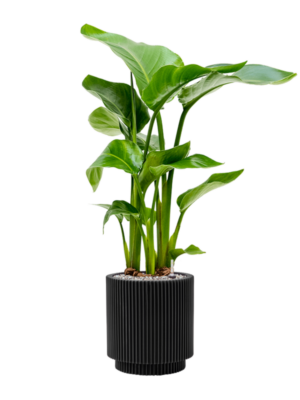 Strelitzia nicolai en Capi Nature Groove