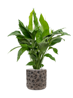 Spathiphyllum 'Sweet Lauretta' en Baq Luxe Lite Moon
