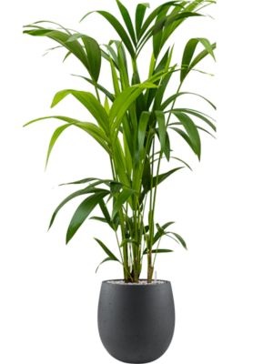Kentia (Howea) forsteriana en Grigio