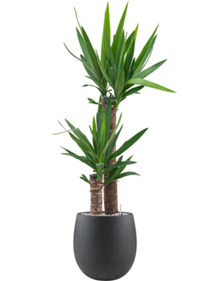 Yucca elephantipes en Grigio