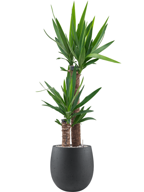Yucca elephantipes en Grigio, Luca Lifestyle
