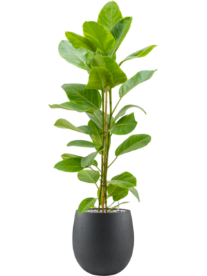 Ficus altissima 'Yellow Gem' en Grigio