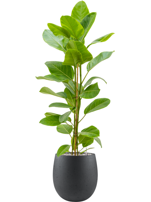 Ficus altissima 'Yellow Gem' en Grigio, Luca Lifestyle