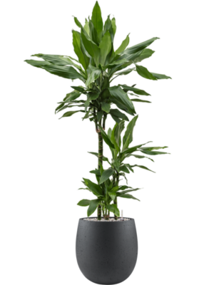 Dracaena fragrans 'Janet Lind' en Grigio