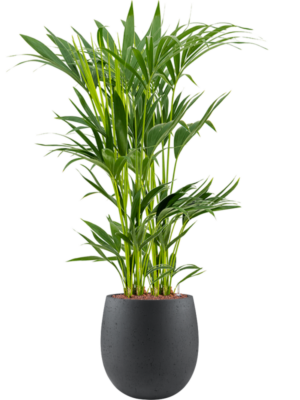 Kentia (Howea) forsteriana en Grigio