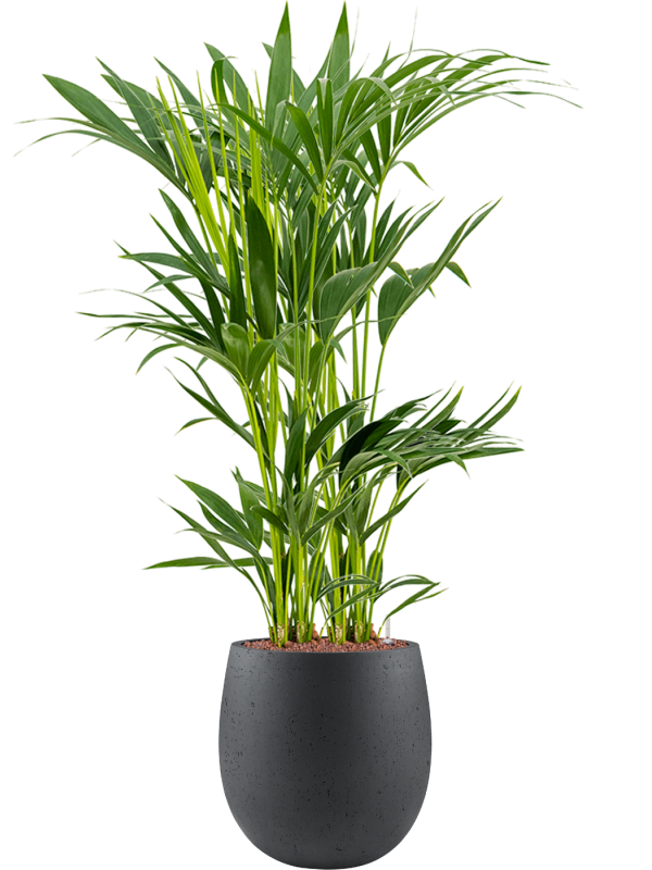 Kentia (Howea) forsteriana en Grigio, Luca Lifestyle