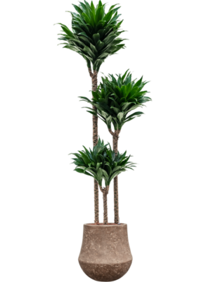 Dracaena fragrans 'Compacta' en Baq Polystone Coated Plain