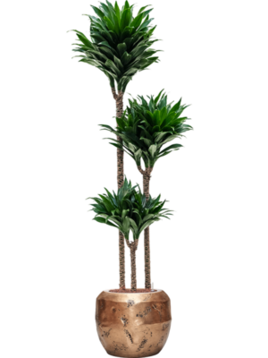 Dracaena fragrans 'Compacta' en Baq Opus Raw