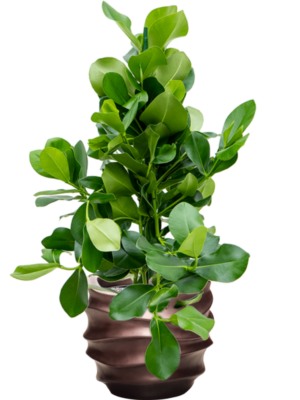 Clusia rosea en Baq Gradient Lee