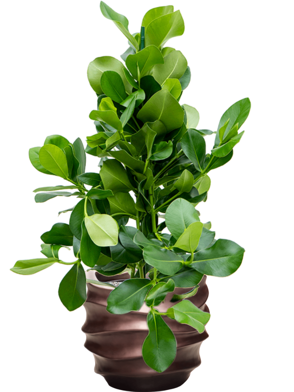 Clusia rosea en Baq Gradient Lee