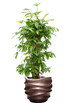 Dracaena surculosa en Baq Gradient Lee