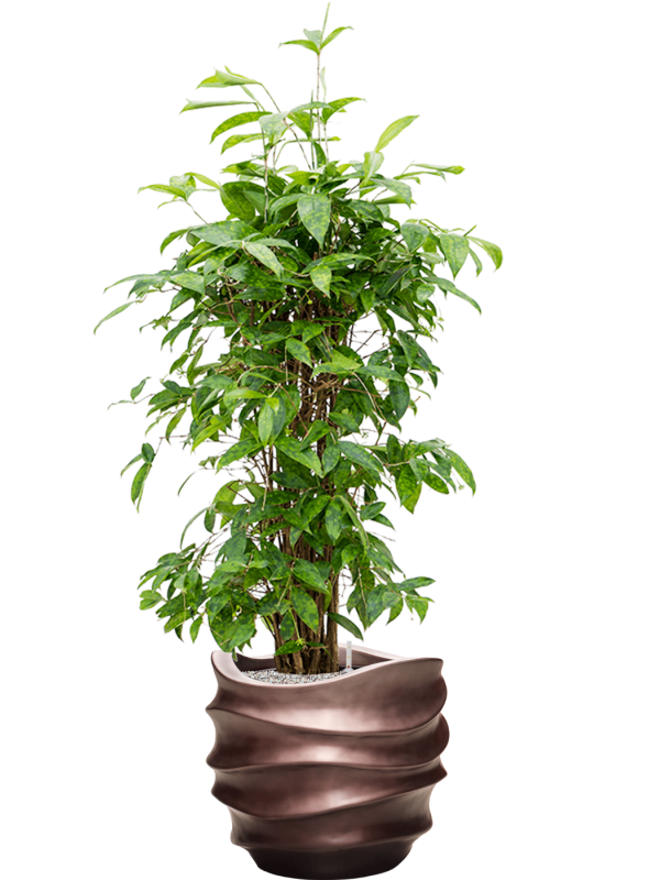 Dracaena surculosa en Baq Gradient Lee