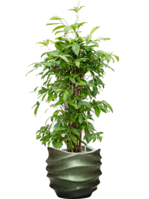 Dracaena surculosa en Baq Gradient Lee