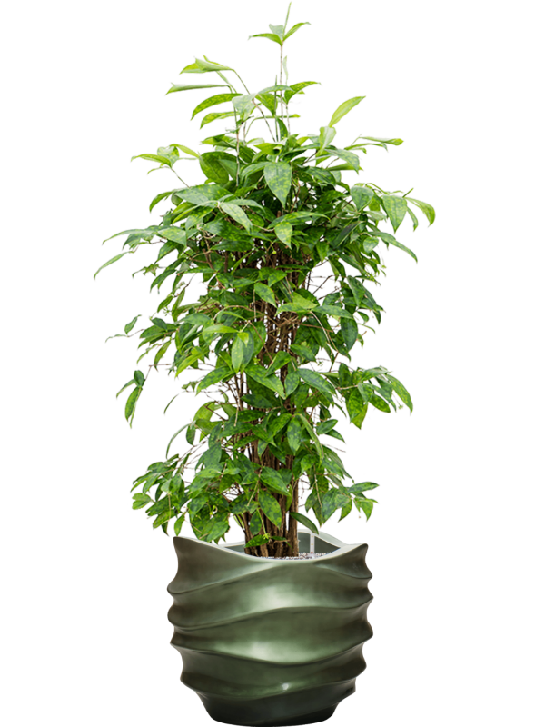 Dracaena surculosa en Baq Gradient Lee
