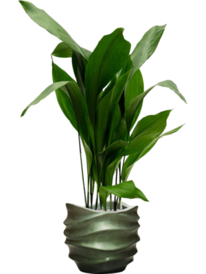 Aspidistra elatior en Baq Gradient Lee