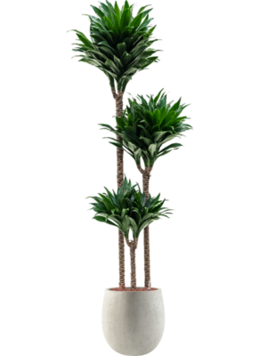 Dracaena fragrans 'Compacta' en Grigio