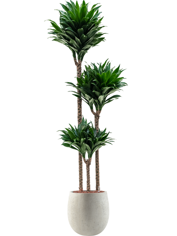 Dracaena fragrans 'Compacta' en Grigio, Luca Lifestyle