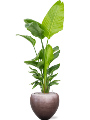 Strelitzia nicolai (120-160) en Baq Metallic Silver leaf