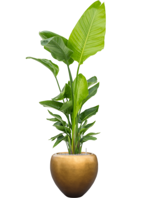 Strelitzia nicolai (120-160) en Baq Metallic Silver leaf