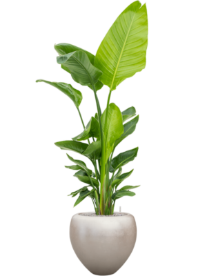 Strelitzia nicolai (120-160) en Baq Metallic Silver leaf