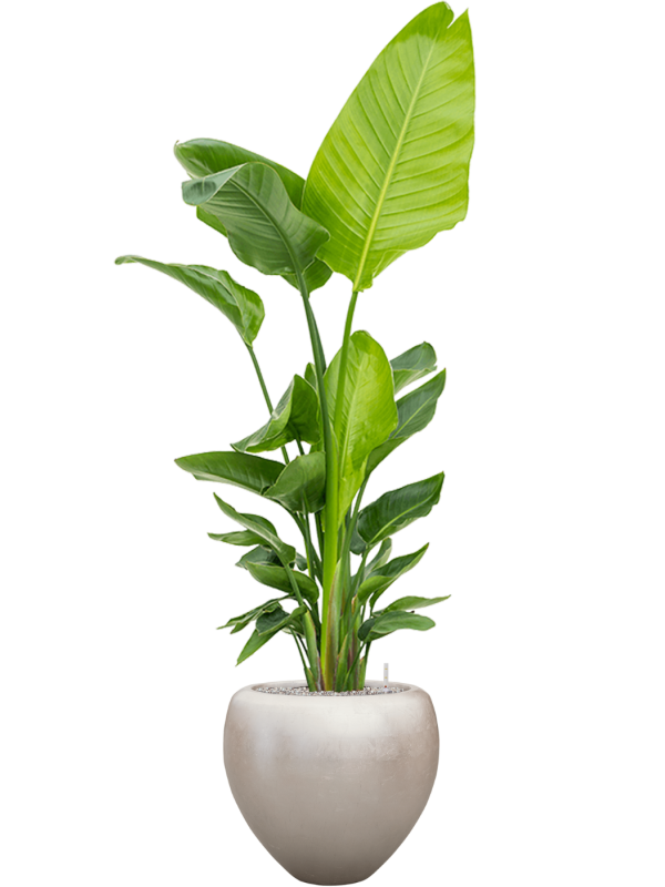 Strelitzia nicolai (120-160) en Baq Metallic Silver leaf