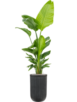Strelitzia nicolai (120-160) en Baq Vertical Rib
