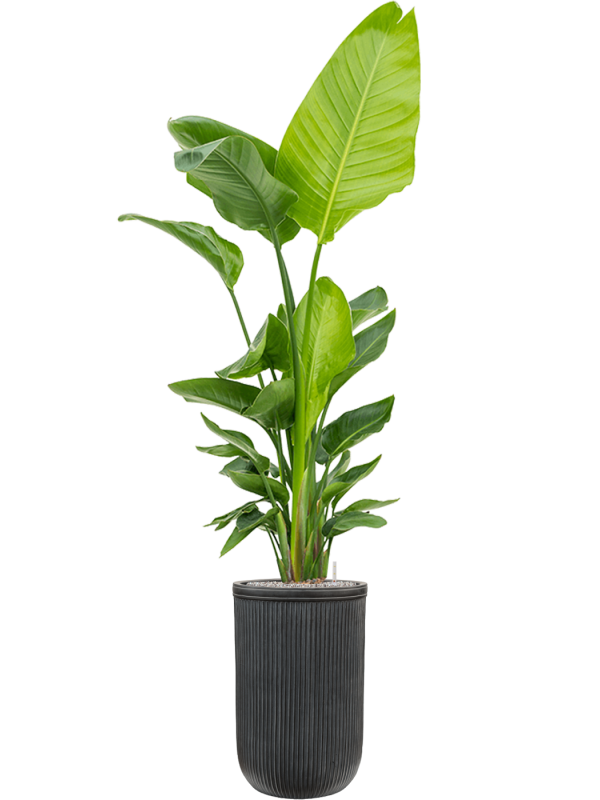 Strelitzia nicolai (120-160) en Baq Vertical Rib