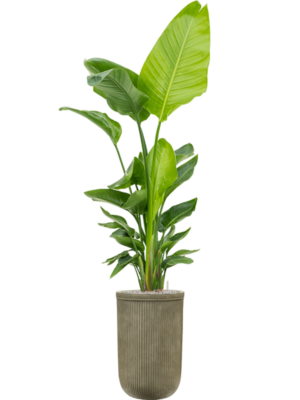 Strelitzia nicolai (120-160) en Baq Vertical Rib