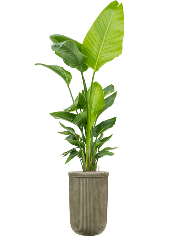 Strelitzia nicolai (120-160) en Baq Vertical Rib