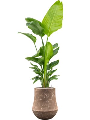 Strelitzia nicolai (120-160) en Baq Polystone Coated Plain