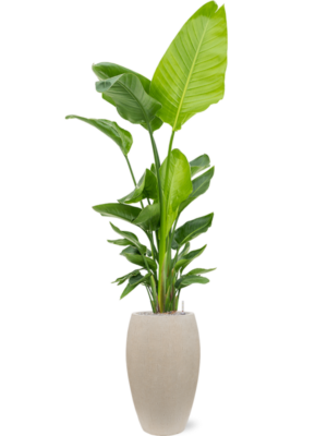 Strelitzia nicolai (120-160) en Baq Raindrop
