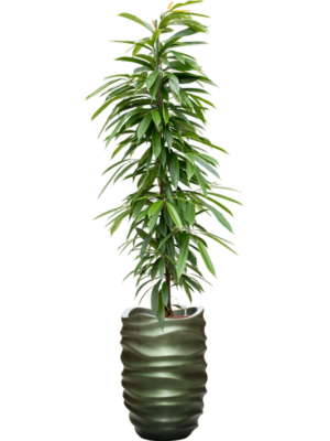 Ficus binnendijkii 'Amstel King' en Baq Gradient Lee