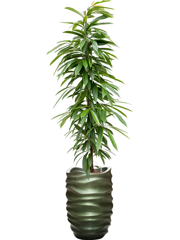 Ficus binnendijkii 'Amstel King' en Baq Gradient Lee