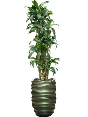 Dracaena fragrans 'Dorado' en Baq Gradient Lee