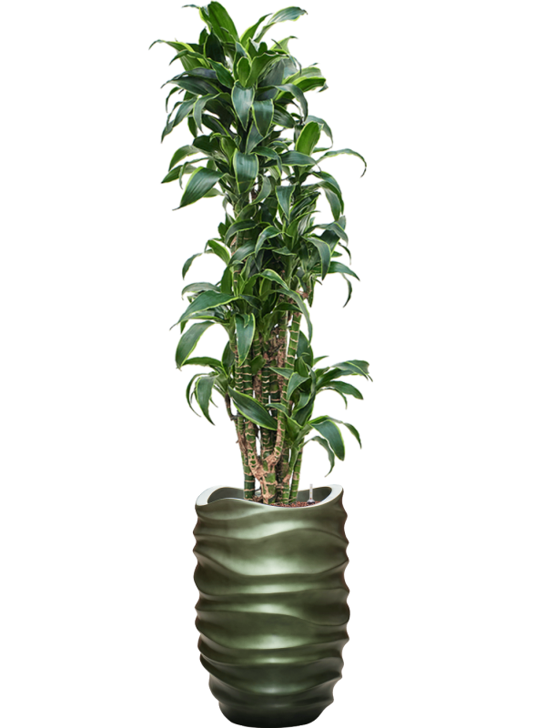 Dracaena fragrans 'Dorado' en Baq Gradient Lee
